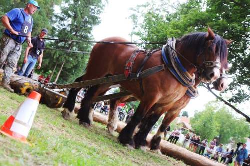 furmanske_preteky2019_16